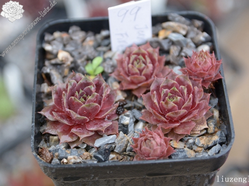 Jungle Fires | Sempervivum-Liste